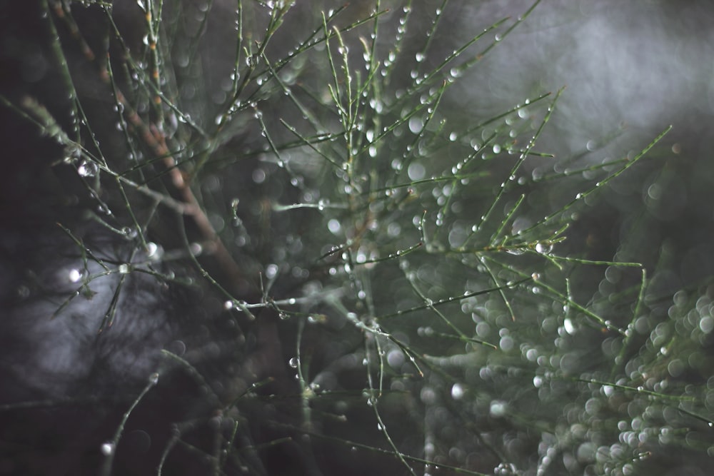 water drops on green plant