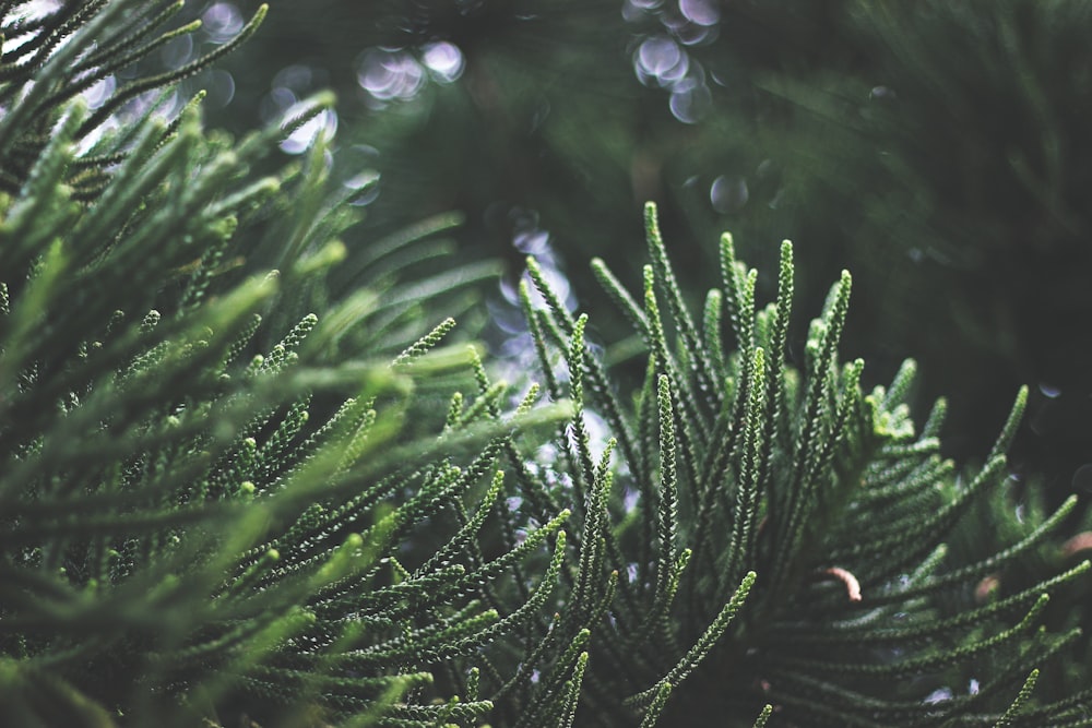 macroshot photo of green plants