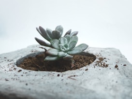 A succulent plant sits at the center of a small, square-shaped cement pot filled with soil. The leaves are thick, fleshy, and have a soft green color, with some hints of purple at the tips. The background has a minimalistic and pale tone, which enhances the focus on the plant.