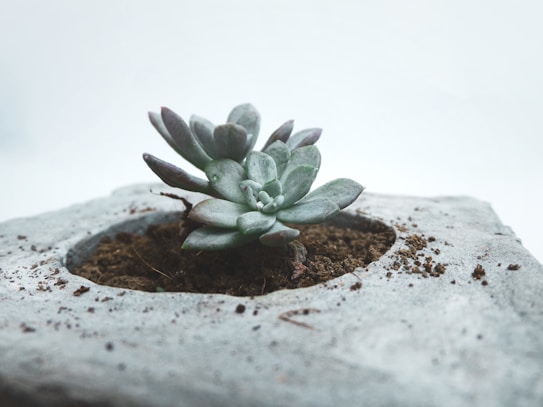A succulent plant sits at the center of a small, square-shaped cement pot filled with soil. The leaves are thick, fleshy, and have a soft green color, with some hints of purple at the tips. The background has a minimalistic and pale tone, which enhances the focus on the plant.