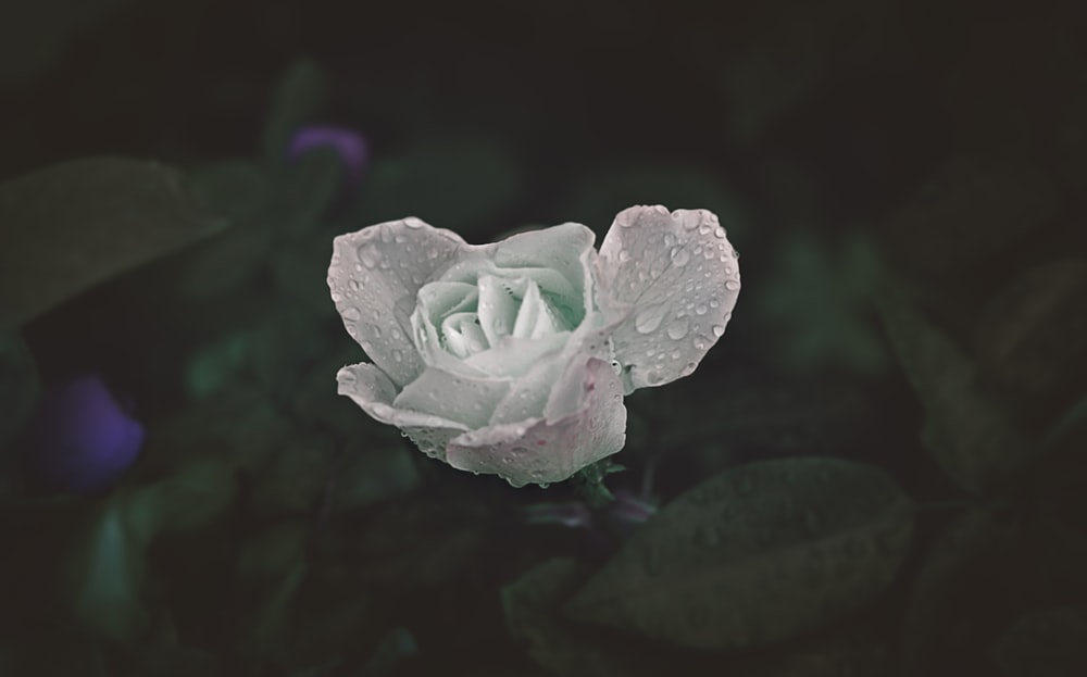 purple flower with green leaves