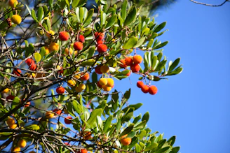 A vibrant field of wild Canadian berries under a clear blue sky, symbolizing Purevita's natural origins.