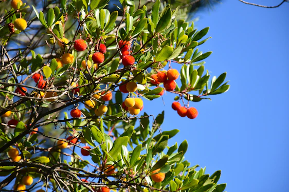 A vibrant field of wild Canadian berries under a clear blue sky, symbolizing Purevita's natural origins.