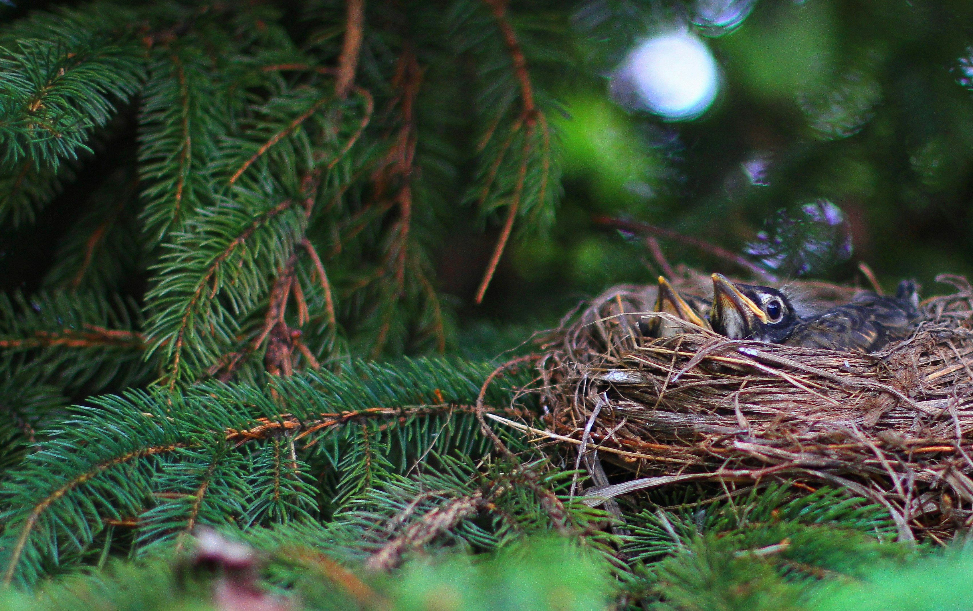 Free Unsplash photo from Paul N