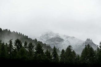 evergreen trees on slope of snowy mountain
