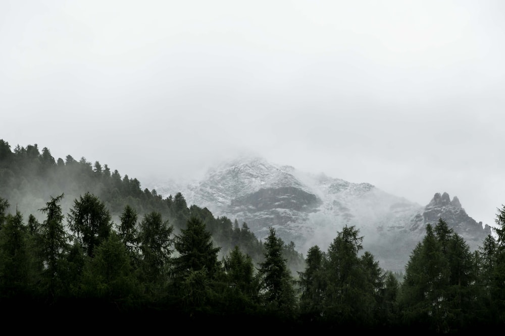 Immergrüne Bäume am Hang des schneebedeckten Berges