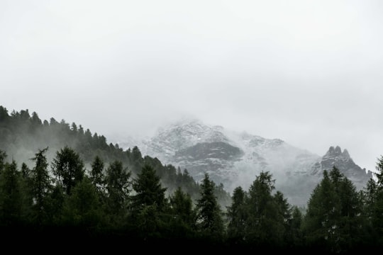 evergreen trees on slope of snowy mountain in Pontresina Switzerland