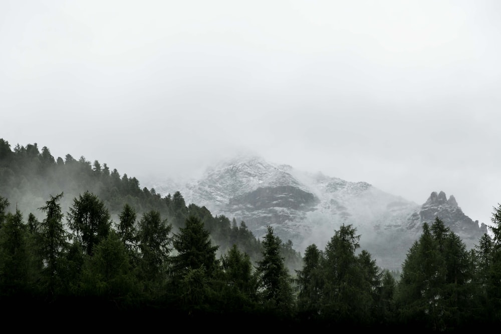 evergreen trees on slope of snowy mountain