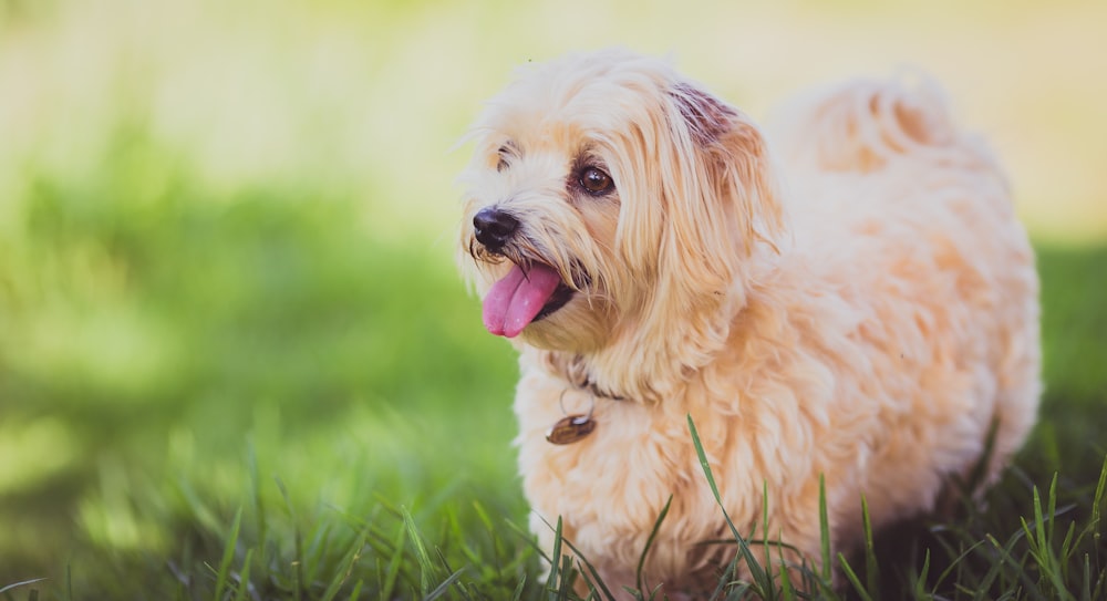 Foto mit flachem Fokus Fshort-Coated Beige Dog