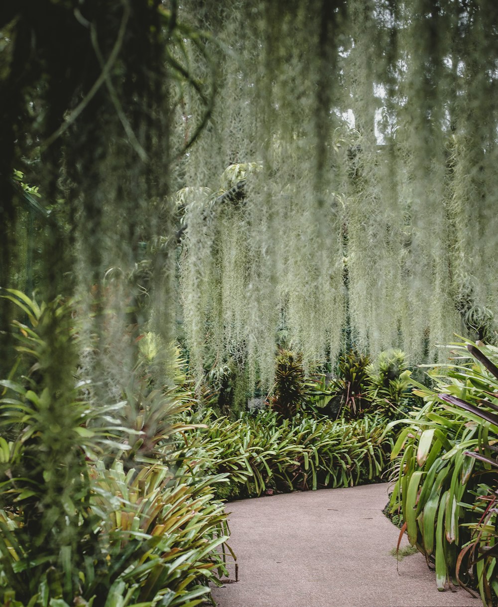 pathway surrounded by plants during day