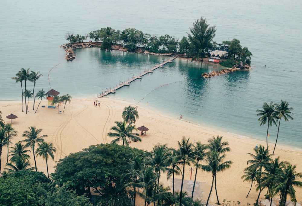 coconut tree near sea during daytime