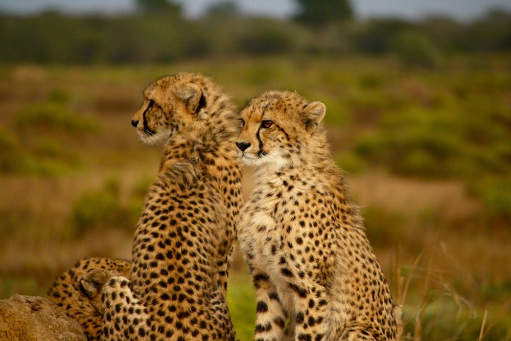selective photography two cheetahs