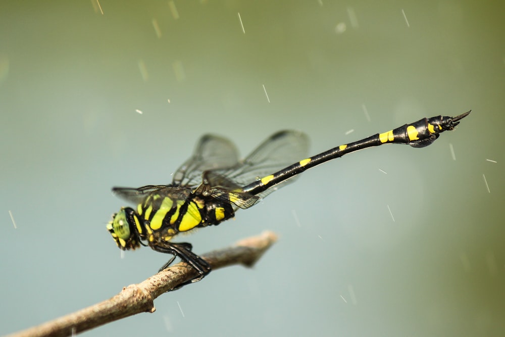 Photographie en gros plan de libellule jaune et noire
