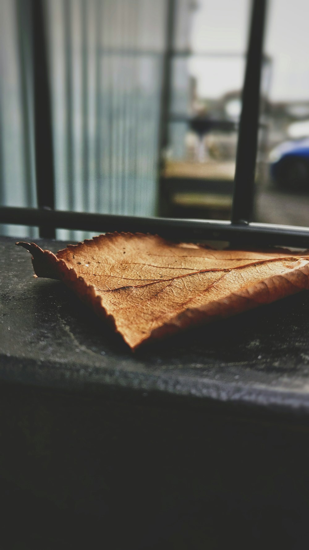 A large leaf sitting at the bottom of a window.