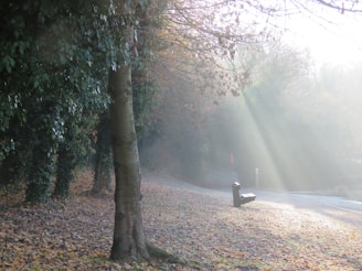Soft morning light filtering through trees onto a calm, empty bench in a park.