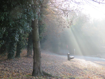 Sunlight filtering through autumn leaves on a quiet park bench.