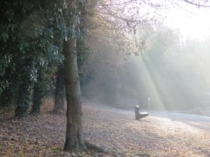 Sunlight filters through a forest, casting beams of light onto a frosty path and fallen leaves. A solitary park bench sits quietly near the trees, surrounded by lush greenery and muted autumnal tones.
