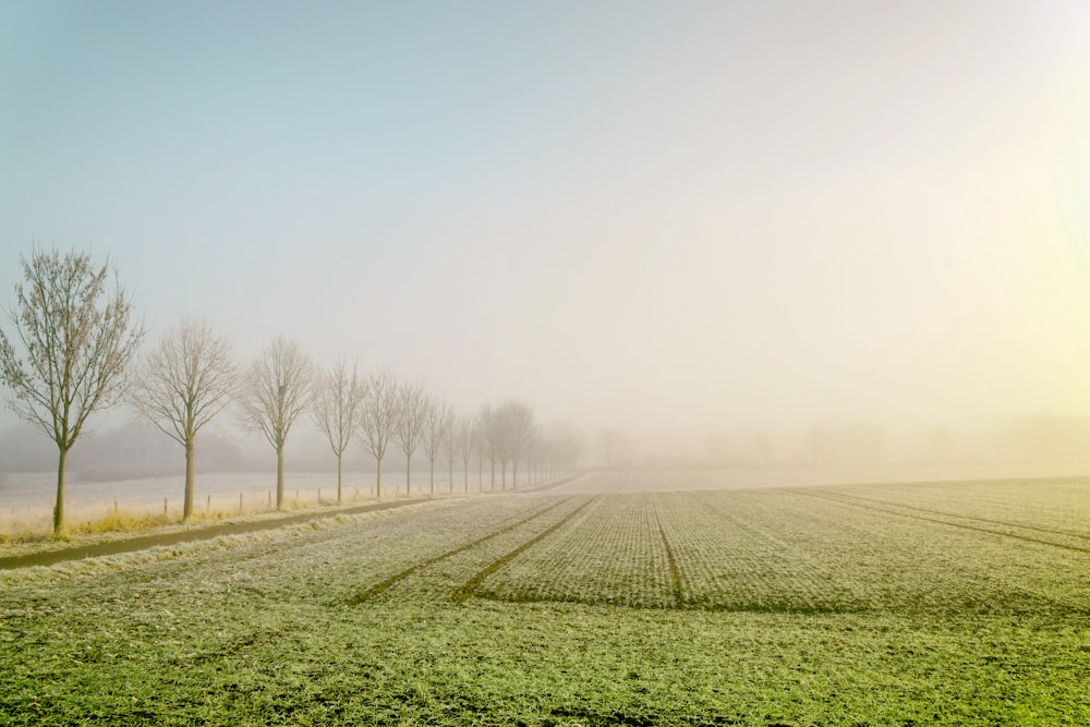 landscape photography of field