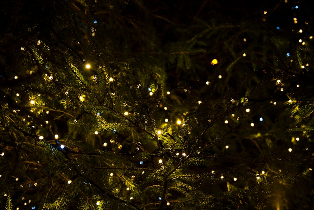 green tree with yellow lights