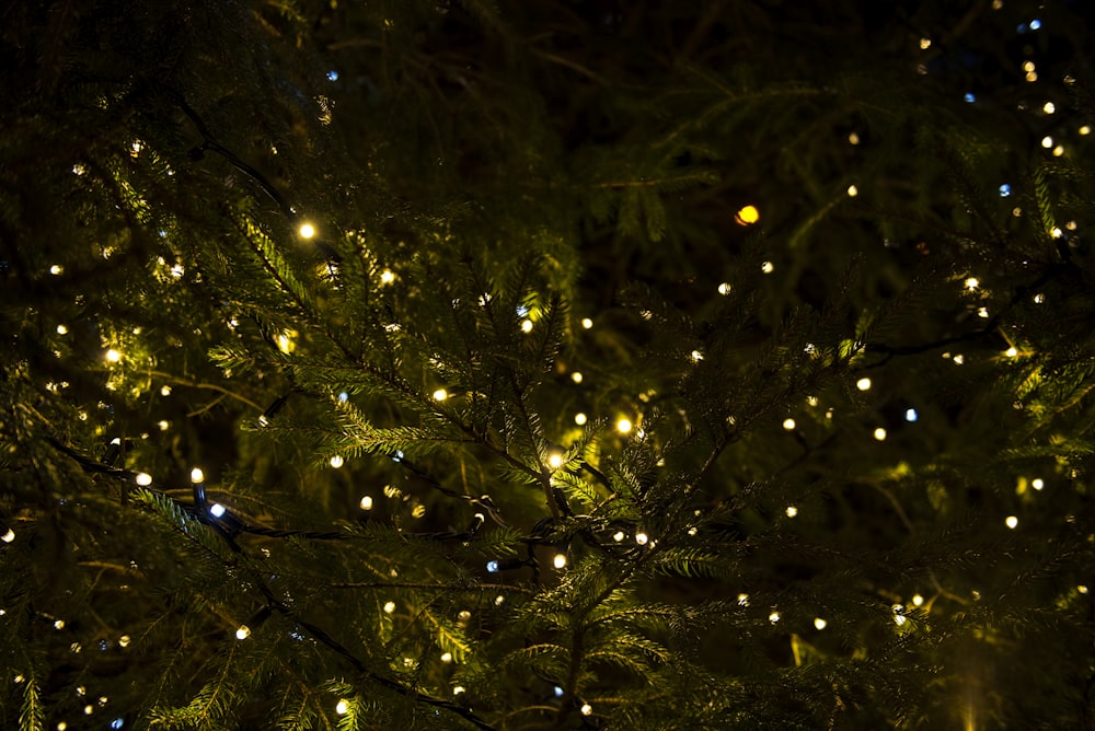 Árbol verde con luces amarillas