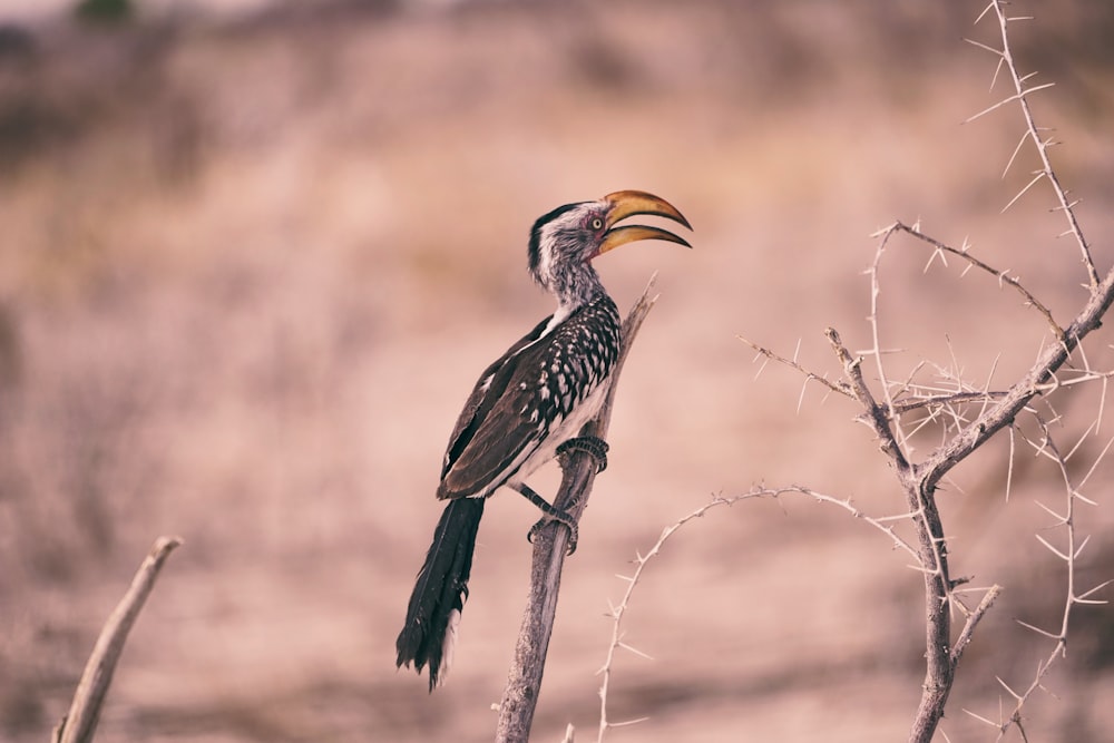 brauner Vogel auf grauem Ast