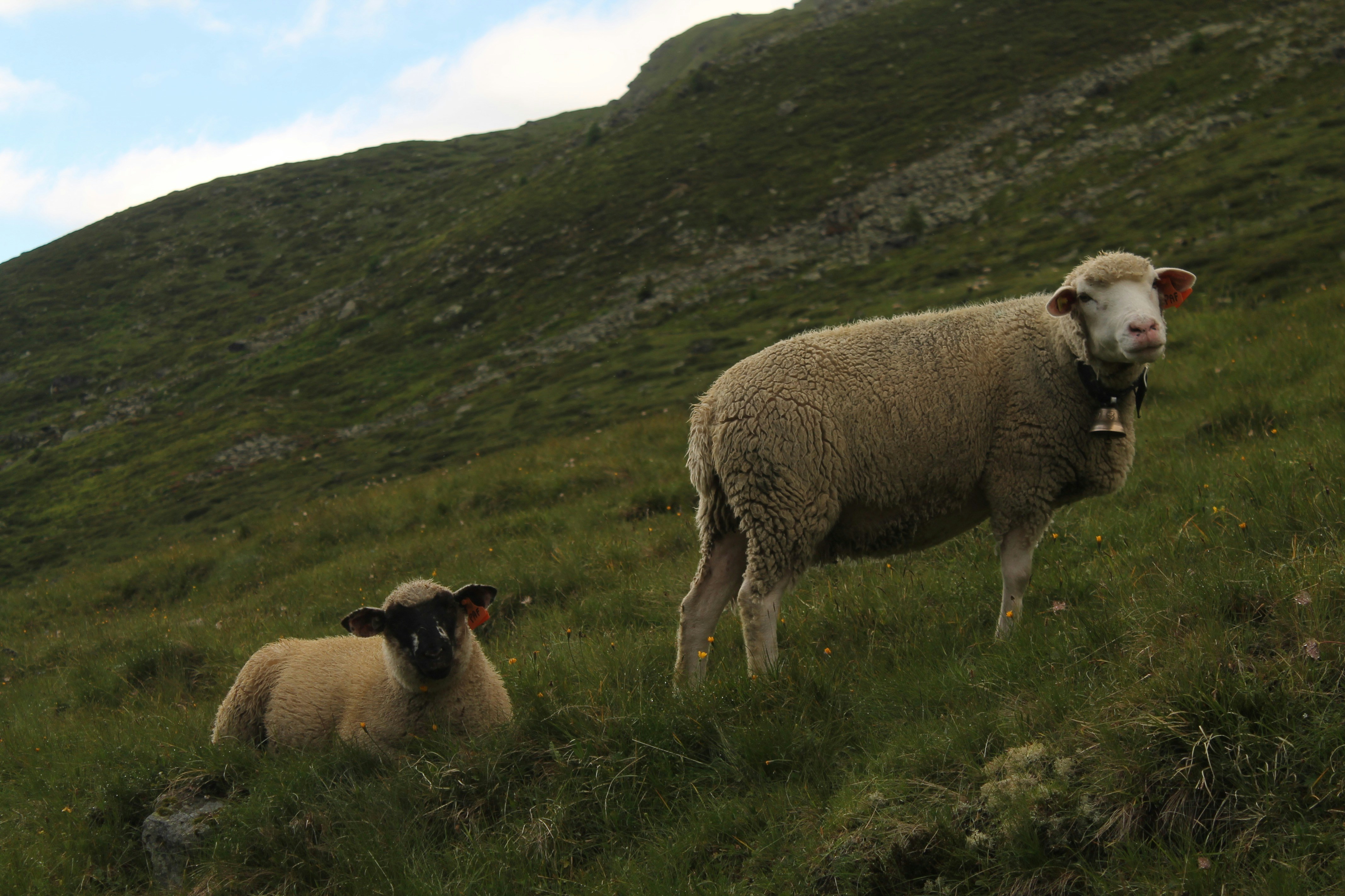 Free Unsplash photo from Ivann Schlosser