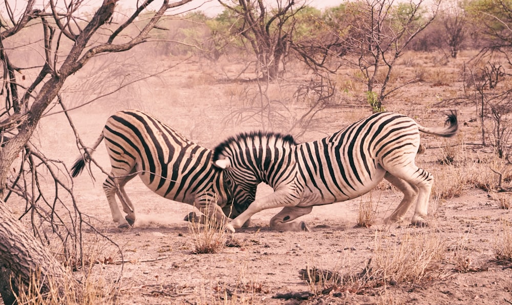 zebra during daytime