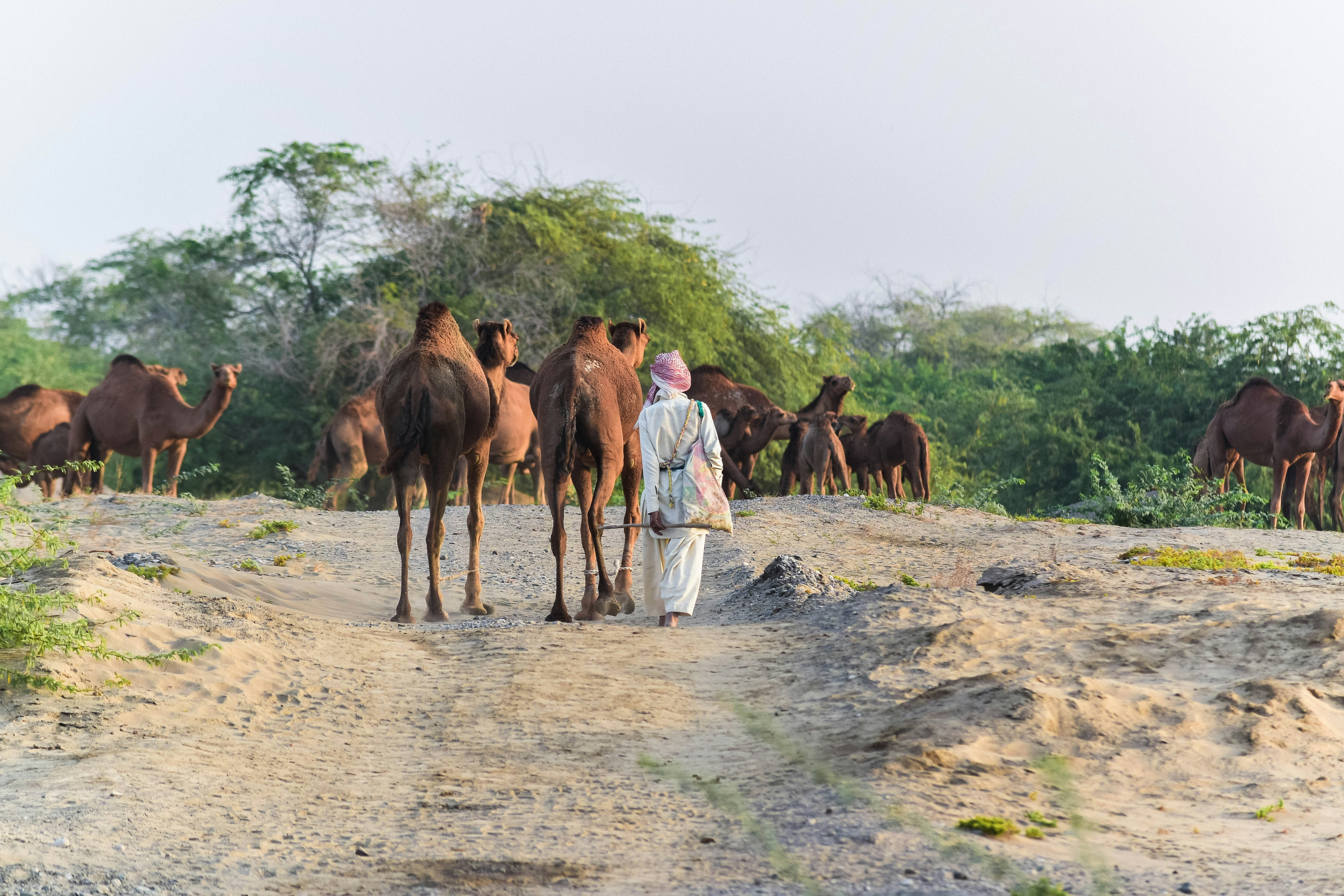 Free Unsplash photo from josef mahmoodi