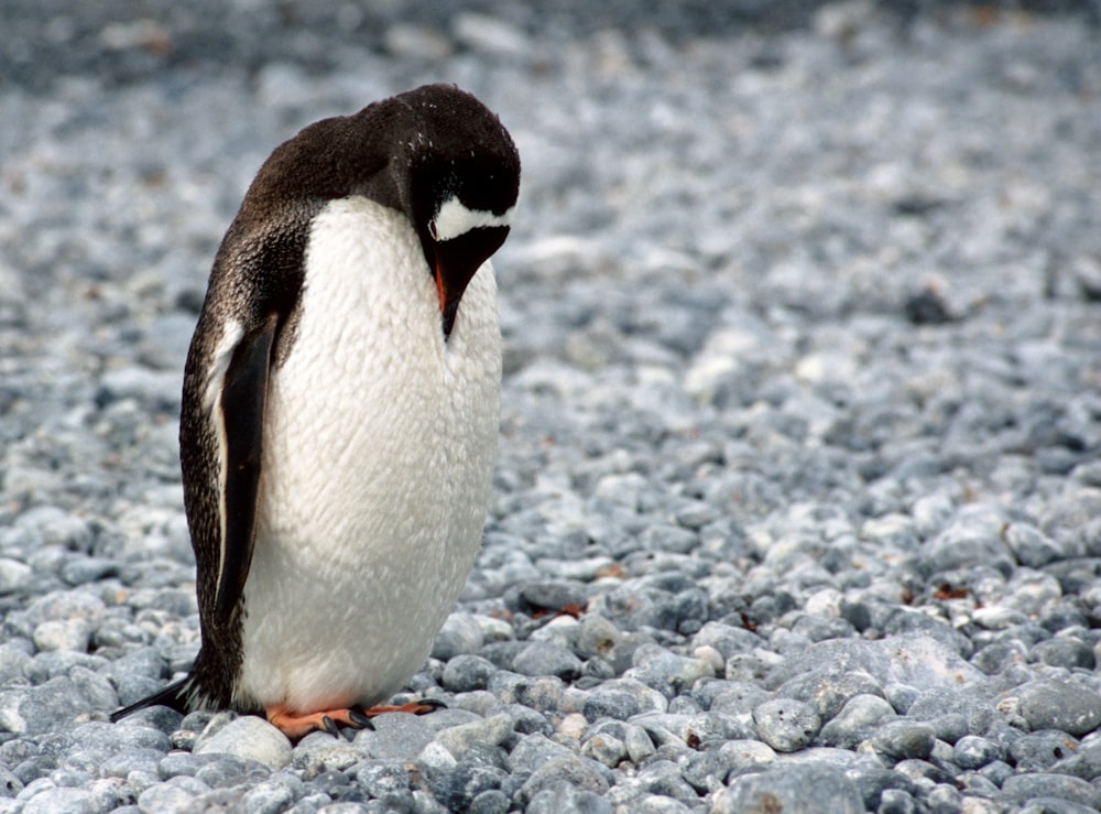 white and black penguin looking downward on field