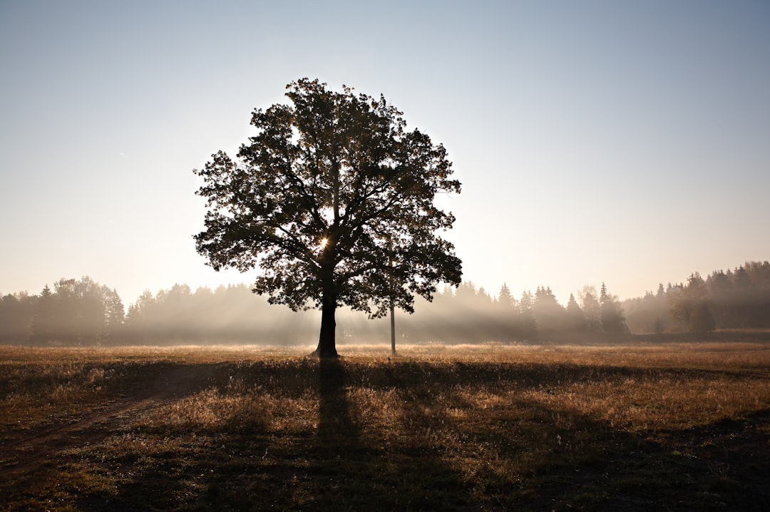 green leafed tree during sunset