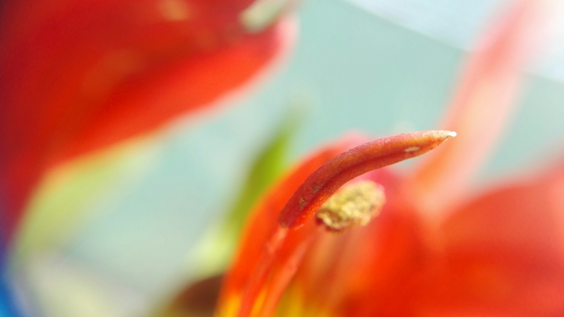 An artistic close-up of a vibrant flower in full bloom, highlighting its intricate details.
