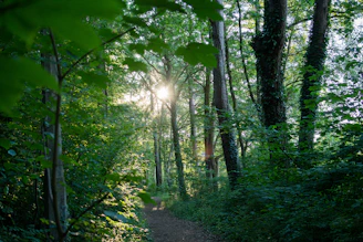 A vibrant rainforest trail with sunlight filtering through dense green leaves.