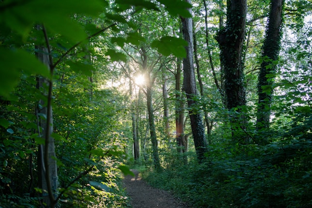 Sunlight filters through the dense canopy of a forest, creating dappled patterns on a narrow path that winds between tall trees. The greenery is lush and vibrant, with various shades of green leaves and some trees covered in ivy.