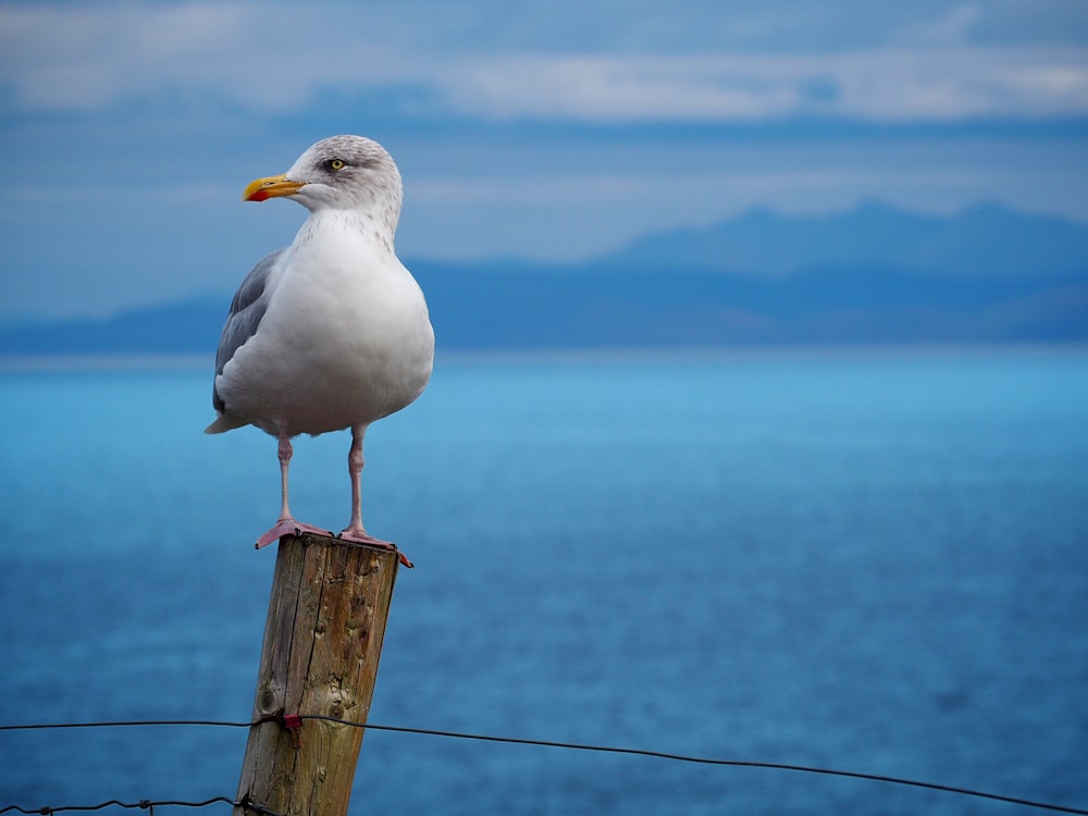 pájaro blanco parado en un poste marrón