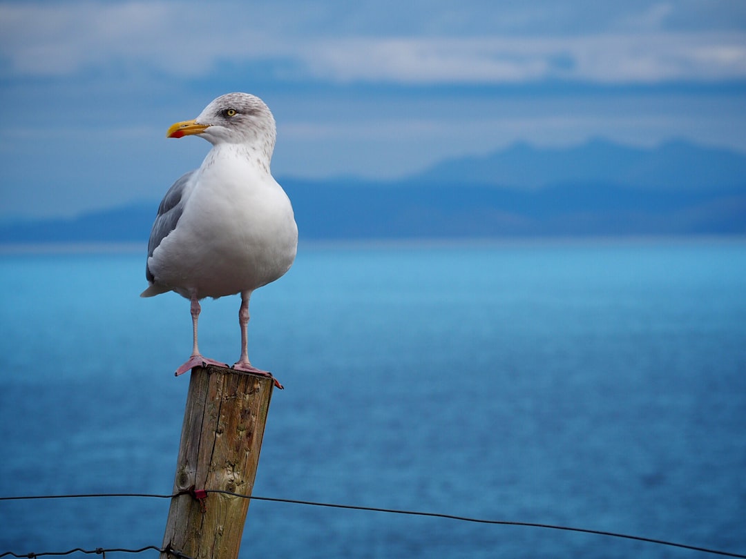 seagull