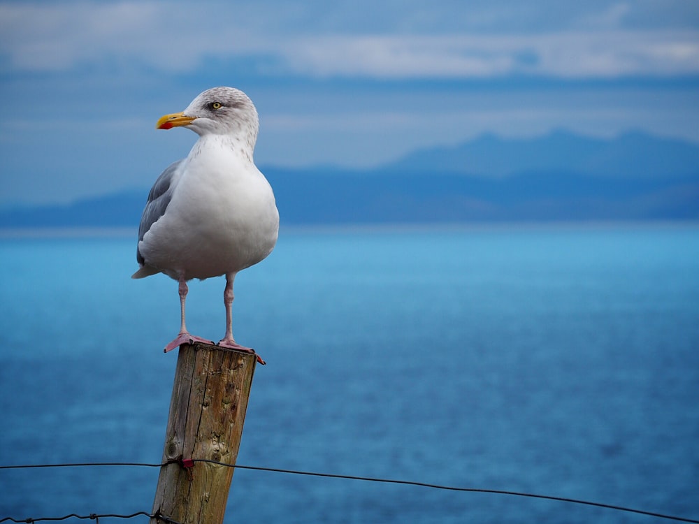 white bird standing on brown pole