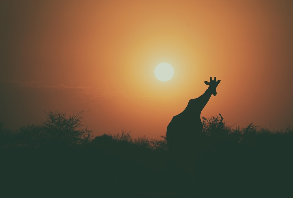 girafe à côté d’un arbre au coucher du soleil