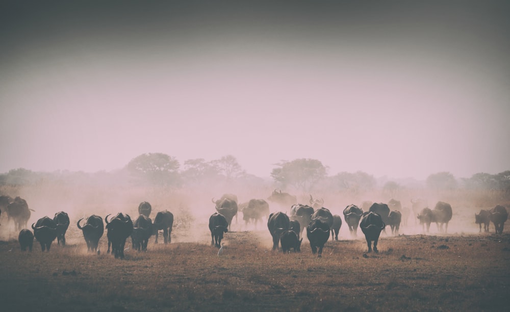 group of water buffalos