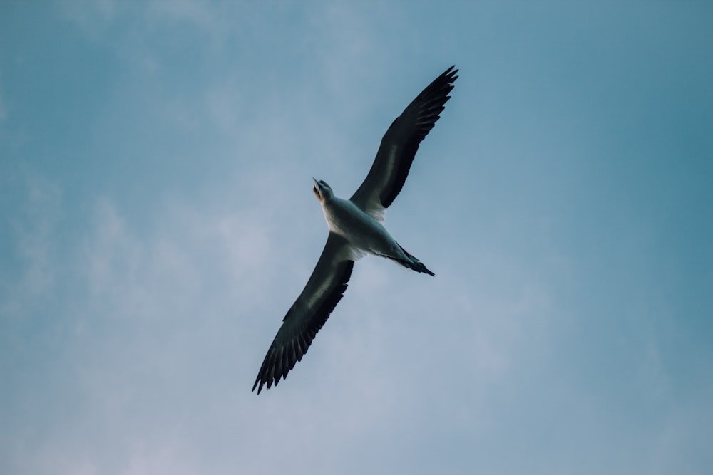 gray bird during daytime