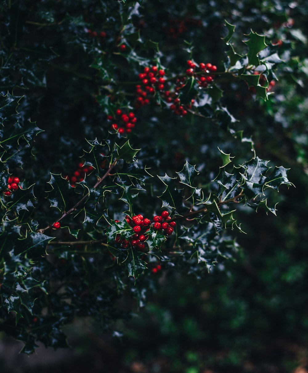 cluster of red fruits