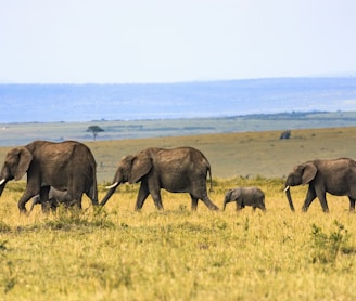 five elephants on brown grass