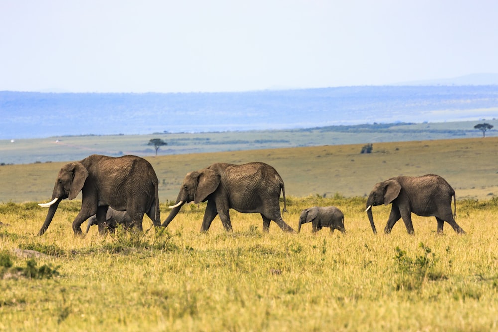 갈색 풀밭에 코끼리 다섯 마리