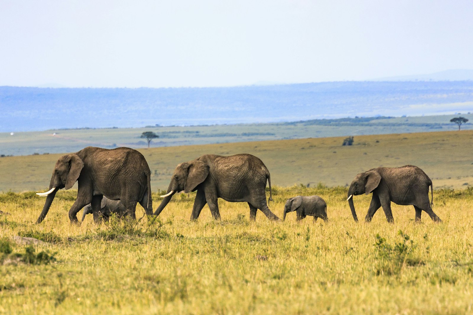 Canon EF 70-300mm F4.5-5.6 DO IS USM sample photo. Five elephants on brown photography