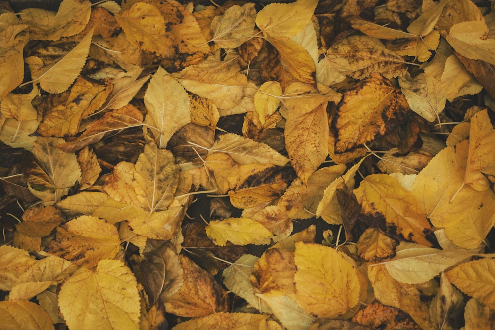 dry leaves