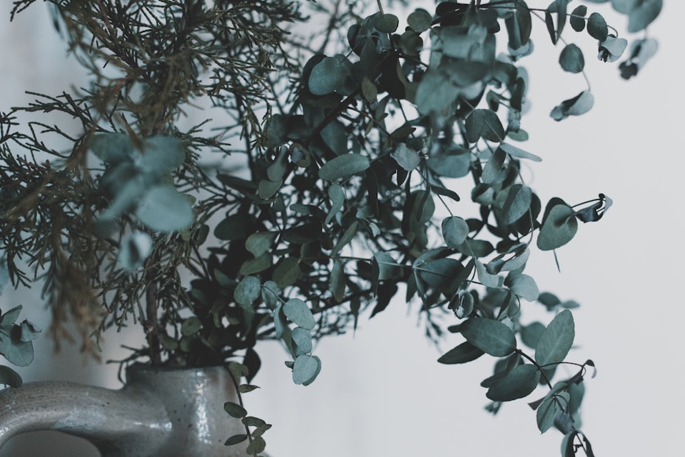 green plant on gray ceramic pot