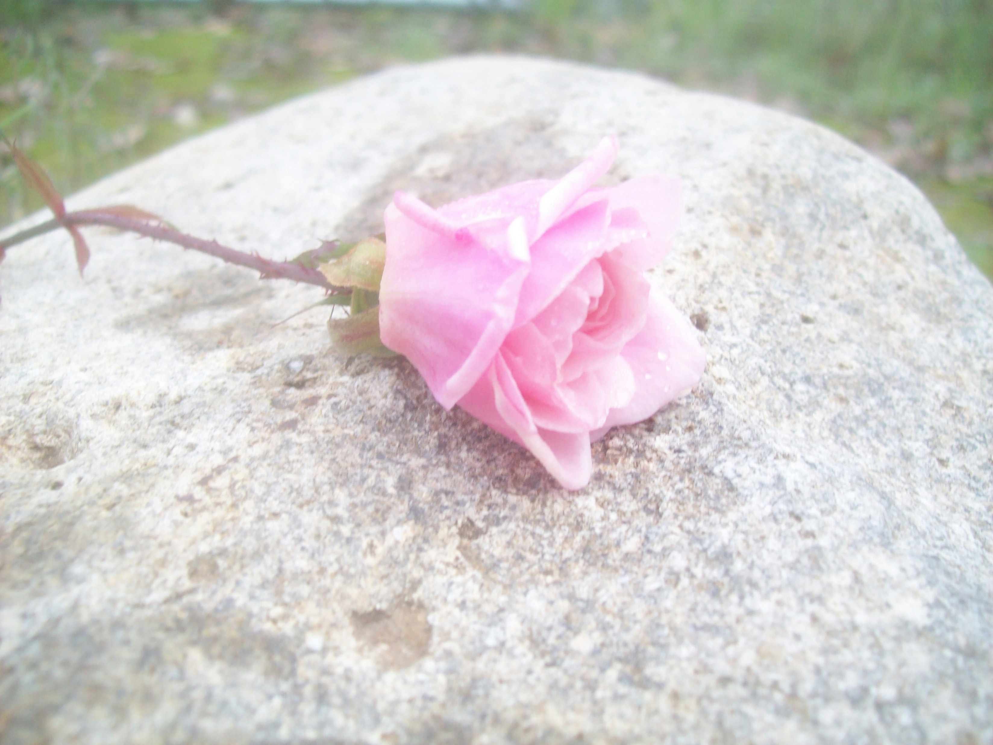 Free Unsplash photo from Janet Bushman