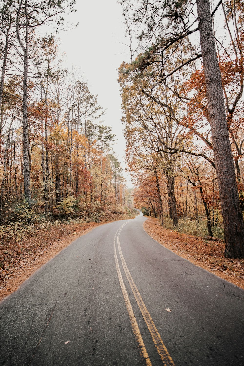 Straße zwischen Herbstwald