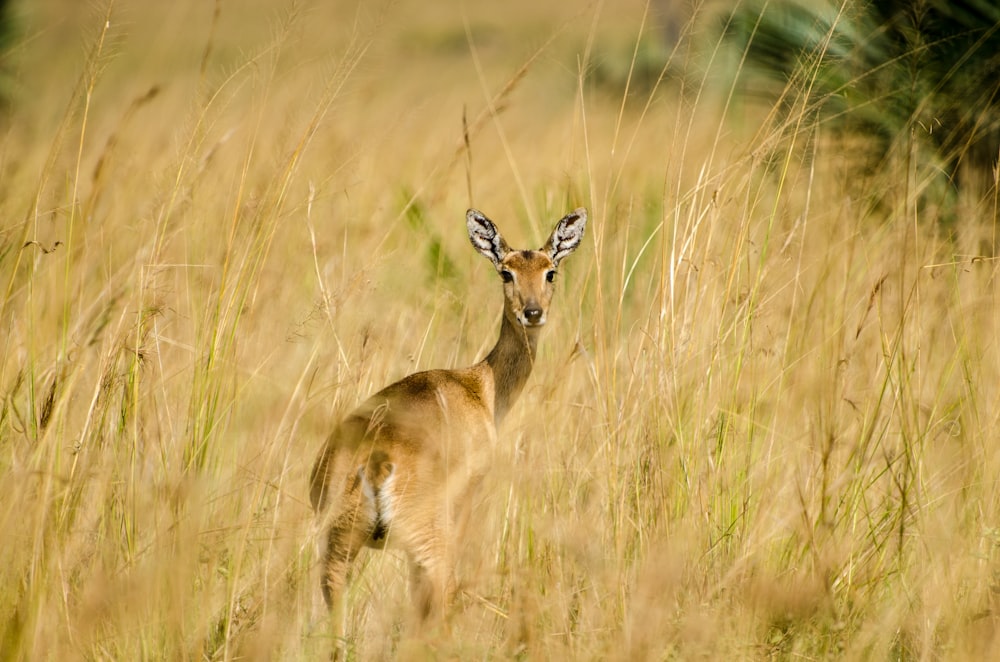 cerf debout au milieu d’un champ brun