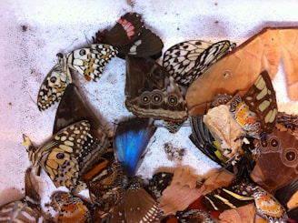 A collection of various butterfly wings, featuring intricate patterns and vibrant colors, is laid out on a surface. The wings include designs with spots, stripes, and eye-like markings in shades of brown, blue, orange, and white. The wings appear to be from different butterfly species, showcasing a range of sizes and shapes.