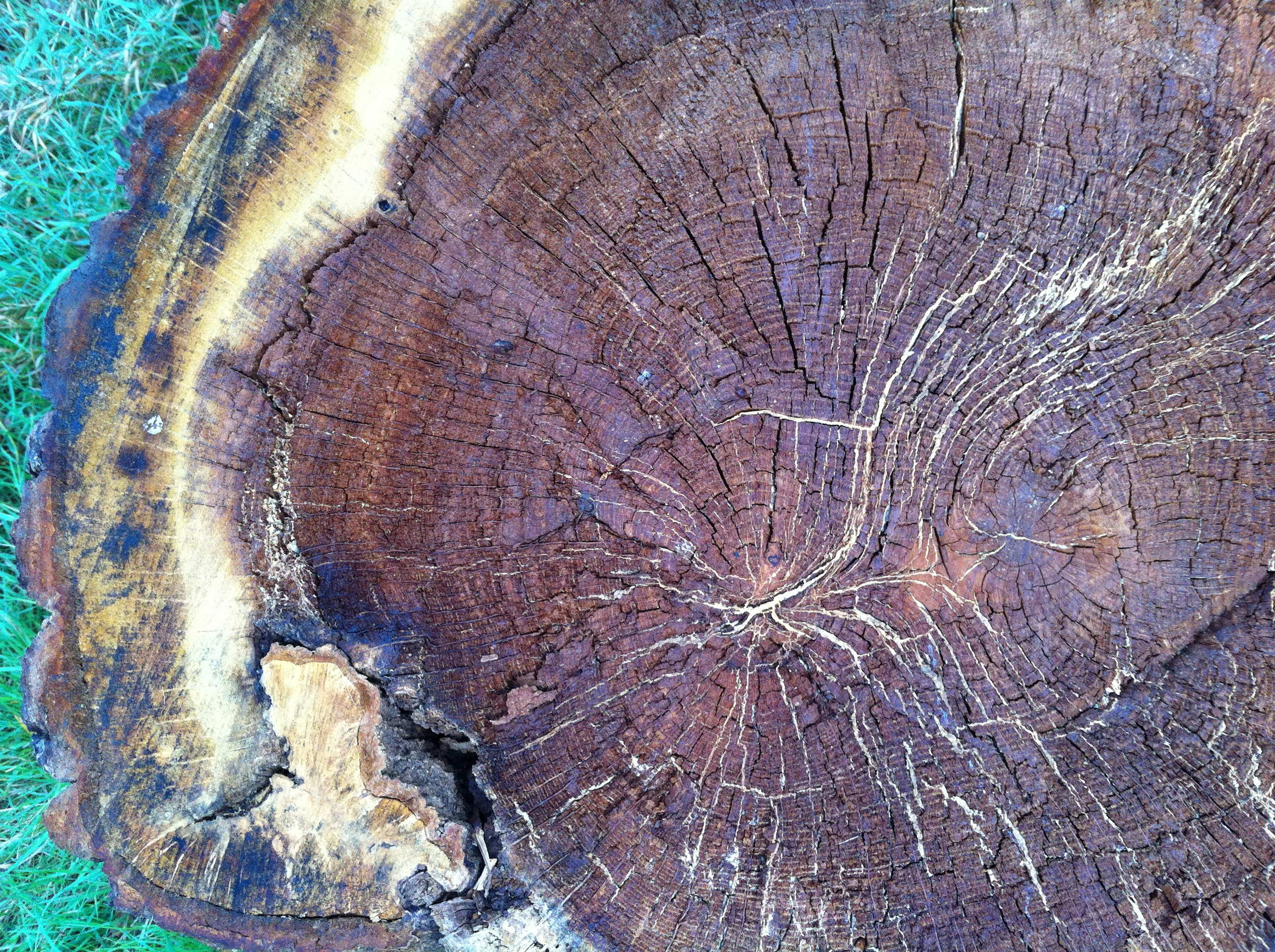 Free Unsplash photo from Steve Finch